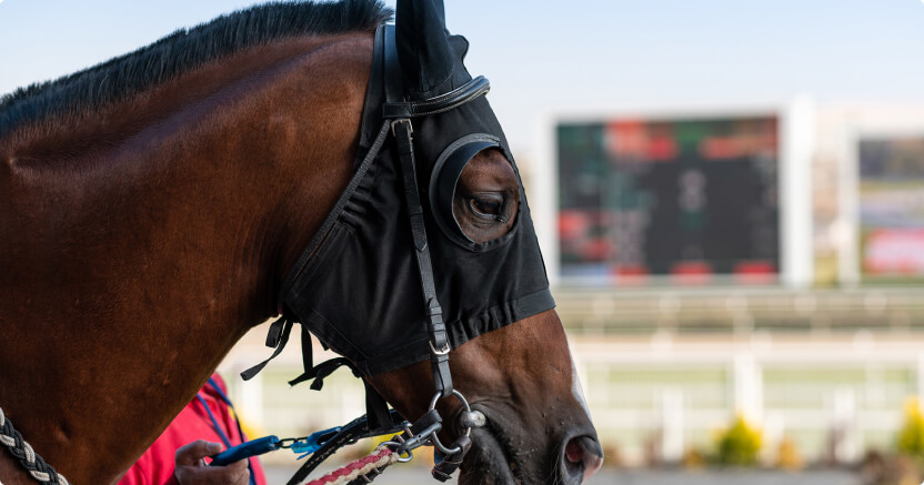 Thoroughbred Racing
